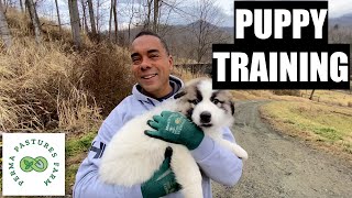 Training The Livestock Guardian PUPPY [upl. by Lewie]