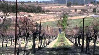 What sort of wine region is the LanguedocRoussillon [upl. by Enylecoj]