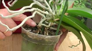 How to Grow Orchids [upl. by Mahau692]