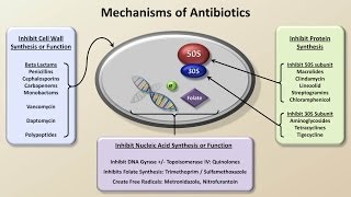 Mechanisms and Classification of Antibiotics Antibiotics  Lecture 3 [upl. by Atnas]