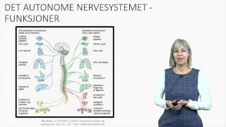 Det autonome nervesystemet Fysiologi [upl. by Anstice]