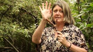 How To Prune Cotoneasters  Instructional Video w Plant Amnesty [upl. by Hsara663]