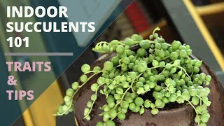 Indoor Succulents 101  Care Tips amp Unique Traits [upl. by Ahsienor]