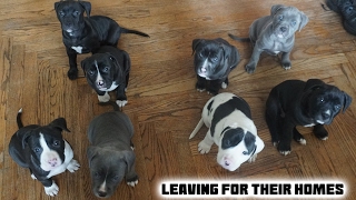 American Pit Bully Puppies  7 Weeks Old [upl. by Ahsimat]