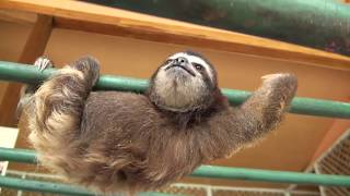 Baby Sloth learns to climb [upl. by Inamik]