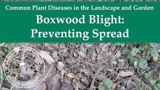 Boxwood Blight Preventing Spread [upl. by Eurd60]