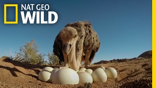 How to Protect Ostrich Eggs  Animal AllStars [upl. by Sokcin]