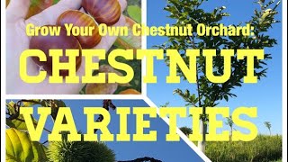 How to Grow a Chestnut Orchard Part II Selecting Chestnut Varieties to Grow [upl. by Amilas23]