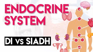 DI vs SIADH  Endocrine System Part 5 [upl. by Atenaz323]