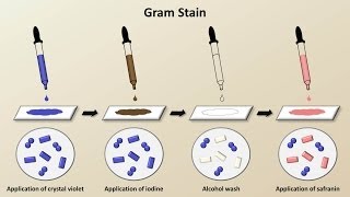 Taxonomy of Bacteria Identification and Classification [upl. by Ovid]