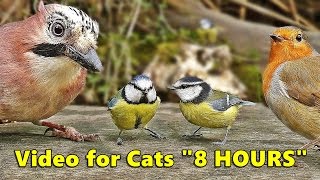 Cat Entertainment Videos  Video for Cats To Watch Birds  ULTIMATE 8 HOURS [upl. by Lody]