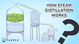 How Steam Distillation Works [upl. by Aubarta]