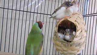 Society Finch Breeding  Babies Various Growth Stages [upl. by Anin]