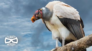 Why our Ecosystem Depends on Vultures I Climate Heroes [upl. by Ailemrac745]