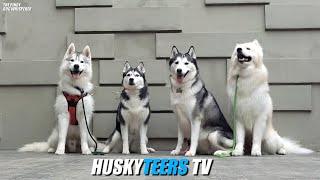 COLLAB PART 2 HUSKYTEERS TV [upl. by Ahouh]