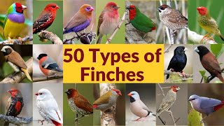 50 Types of finches Finch bird varieties 50 Types of finches with names Part1 My first video [upl. by Gnos]