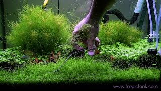 ELEOCHARIS PARVULA Fast Trimming [upl. by Babita]