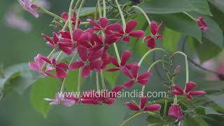 Madhumalti or Rangoon Creeper is an easy to grow creeper Combretum indicum foliage in full bloom [upl. by Damek916]