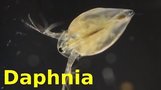 Daphnia [upl. by Mei]