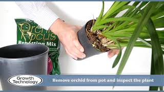 Potting on a Cymbidium Orchid [upl. by Jordanna]