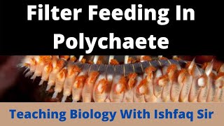 Filter feedings in Polychaeta Bsc 1st Semester Zoology [upl. by Dannon]