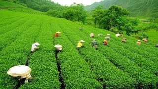 Places to Visit in Darjeeling Tea Garden  Darjeeling Tourism Tea Garden [upl. by Yolane683]