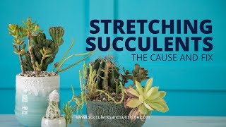 Stretched Out Succulents The cause and fix [upl. by Leakcim]