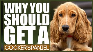 WHY YOU SHOULD GET A COCKER SPANIEL [upl. by Lamphere]