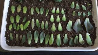 How to Propagate and Grow SUCCULENTS [upl. by Franchot477]