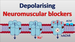 Depolarising neuromuscular blockers [upl. by Naltiac]