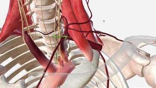 Subclavian Artery  Anatomy Branches amp Relations [upl. by Weed]