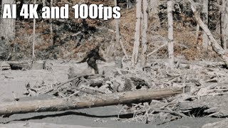 4K 100fps  Bigfoot  PattersonGimlin Footage [upl. by Llerruj]