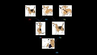 Clase 7 Parte 1 Parentesco y consanguinidad Genética de PoblacionesVet UNRN Veterinaria [upl. by Attenaj460]