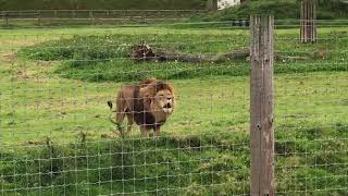 Yorkshire Wildlife Park  Lions Roaring At Each Other [upl. by Durant]