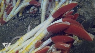 Extreme worms Specialized seafloor polychaetes [upl. by Bertie]