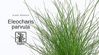 Eleocharis parvula  Dwarf hairgrass [upl. by Llewellyn]