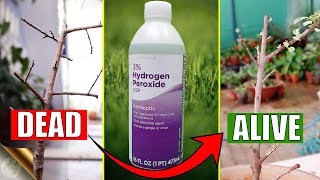 HOW TO CORRECTLY USE HYDROGEN PEROXIDE IN YOUR GARDEN [upl. by Eilla840]