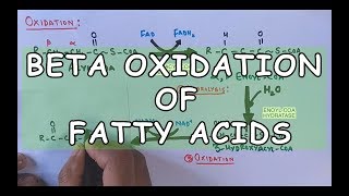 Beta Oxidation of Fatty Acids  Degradation of Saturated Fatty Acids [upl. by Aivekal351]