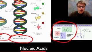 The Molecules of Life [upl. by Foah431]