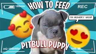 HOW TO FEED YOUR AMERICAN PITBULL PUPPY FOR FAST WEIGHT GAIN FASTEST RESULT FOR PITBULL PUPPIES [upl. by Initof99]