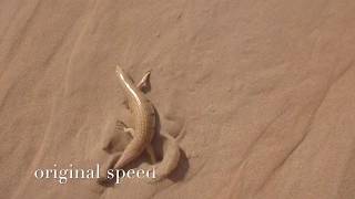 Sand fish scincus scincus [upl. by Brewster]