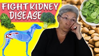 Diets For Pets With Kidney Disease [upl. by Annekim644]