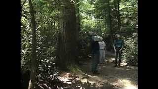 OldGrowth Forests Pennsylvanias Forgotten Giants [upl. by Gayel]