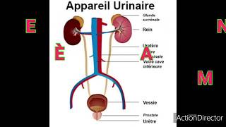 Anatomie de système urinaire [upl. by Eedeed700]