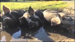 New Forest pigs in the mud [upl. by Cindee958]