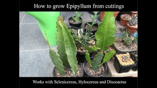 How to grow Epiphyllum from cuttings with results also works with Selenicereus and Disocactus [upl. by Eleaffar]