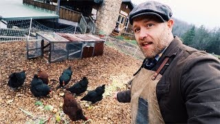 How I feed SIX Chickens for FREE [upl. by Jardena]