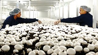 Inside Northway Mushroom Farm  Mushroom Growing picking Packaging and Distribution Production Line [upl. by Sergias314]