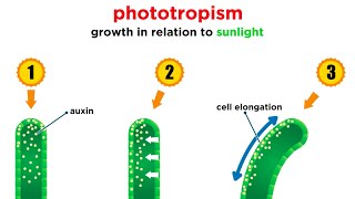 Mechanisms of Plant Growth [upl. by Stets]