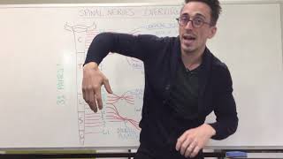 Spinal Nerve Plexus  Peripheral Nervous System [upl. by Acined]